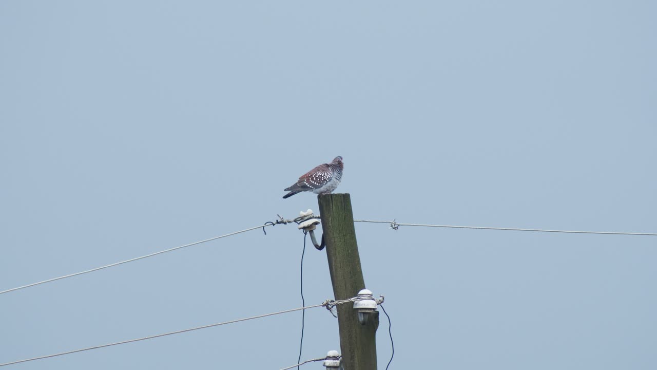 A bird rests on top of a power pole against a pale blue sky in Addis Ababa, Ethiopia