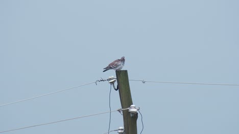 a bird rests on top of a power pole against a pale blue sky in addis ababa, ethiopia