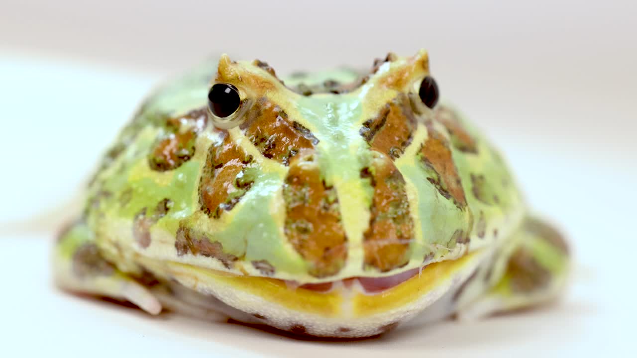 A horned frog remains still under bright studio lighting, showcasing its vibrant colors and patterns