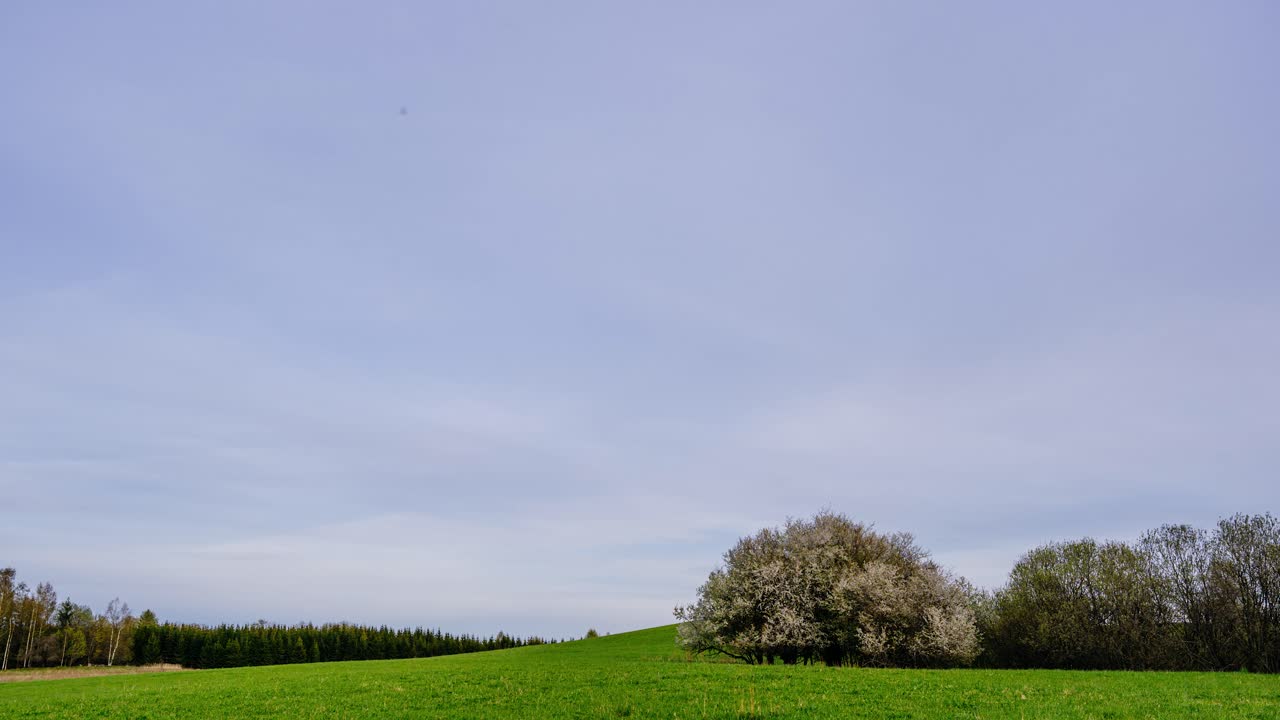Cloudscape timelapse of green meadow hill in spring with white blooming tree. Countryside landscape with fast moving clouds