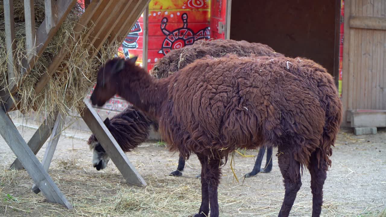 Primo piano di lama che pascolano sul fieno in una stazione di alimentazione rurale, sullo sfondo vivace e colorato con elementi tradizionali di fienili e strutture in legno