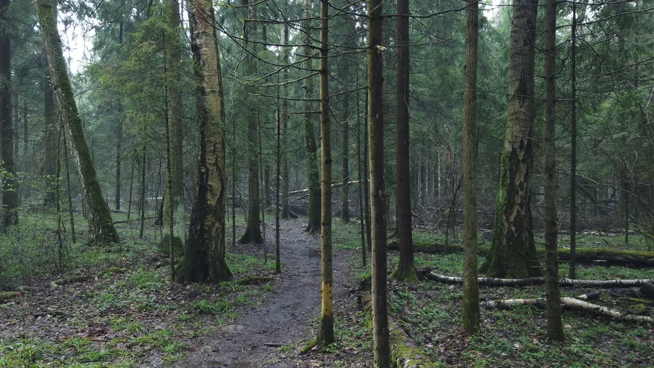 초록색 모스와 아름다운 빛, 안개 같은 증기와 비가 내리는 아름다운 신비로운 숲.