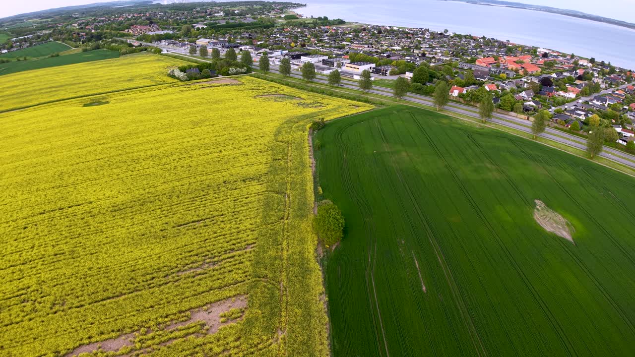 Aerial drone view of vibrant mustard fields contrasted with adjacent green farmland near Mols Bjerge National Park, capturing patchwork crops and rural countryside