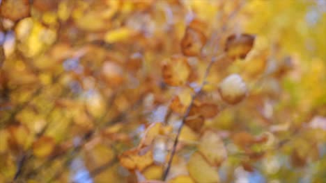 looking up on beautiful autumn forest foliage with colorful leaves - focus pull change