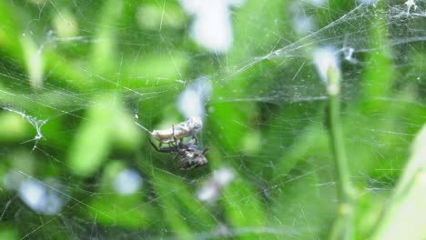 Araña-Orbe-Envolviendo-Avispa-En-Seda,-Tela-De-Tienda-Cyrtophora-Citricola,-España