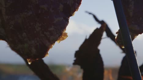 asado: cooking meat over an open fire