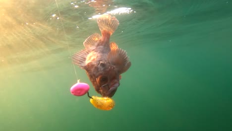 Calico-bass-swims-against-jig-lure-caught-in-mouth-in-green-murky-water