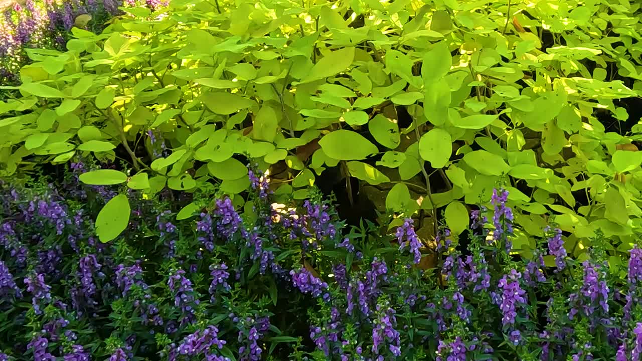 A close-up view of bright green foliage and purple flowers in a sunlit garden setting.