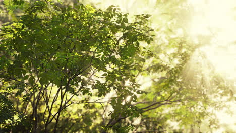 la luz del sol filtrándose a través de un dosel del bosque