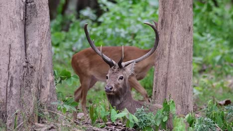 the eld's deer is an endangered species due to habitat loss and hunting