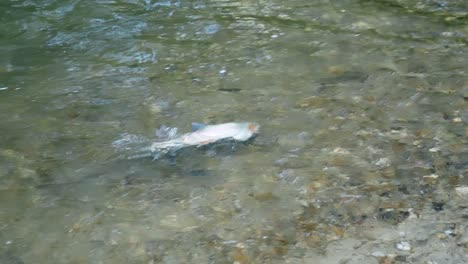 rainbow trout swimming and spawning on the shallow rocky river