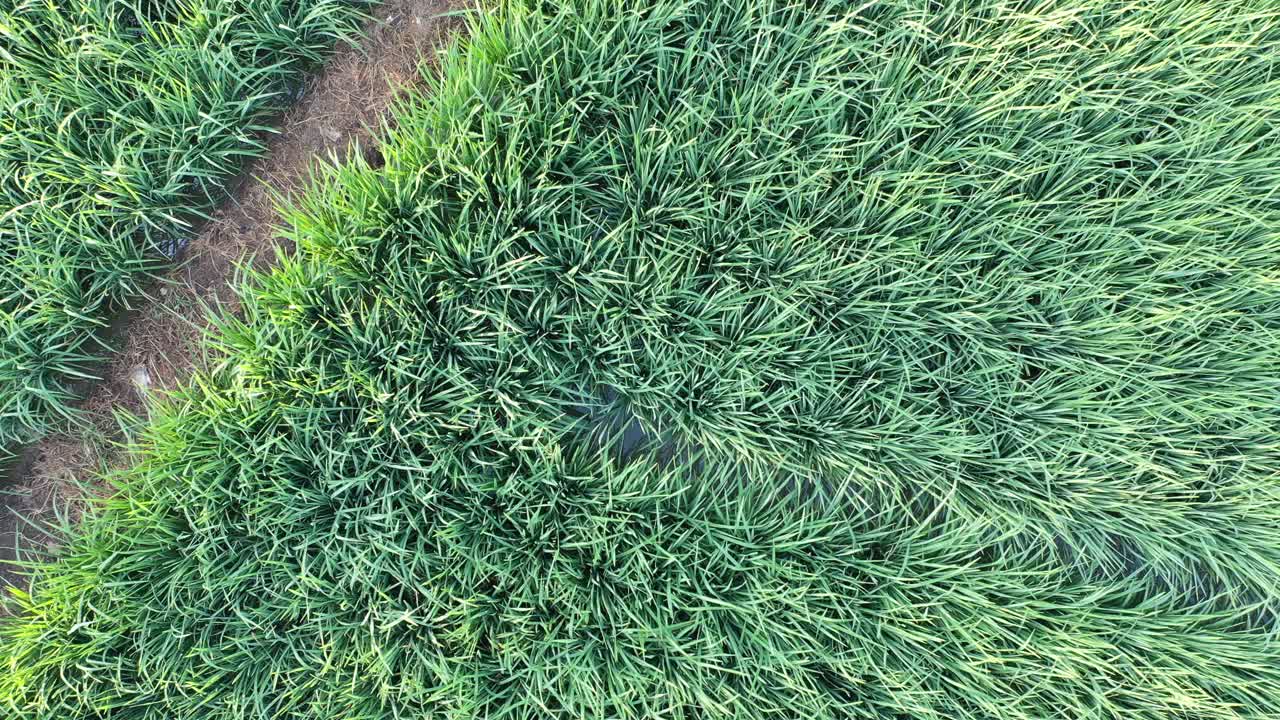 들 의 공중 에서 볼 수 있는 모습