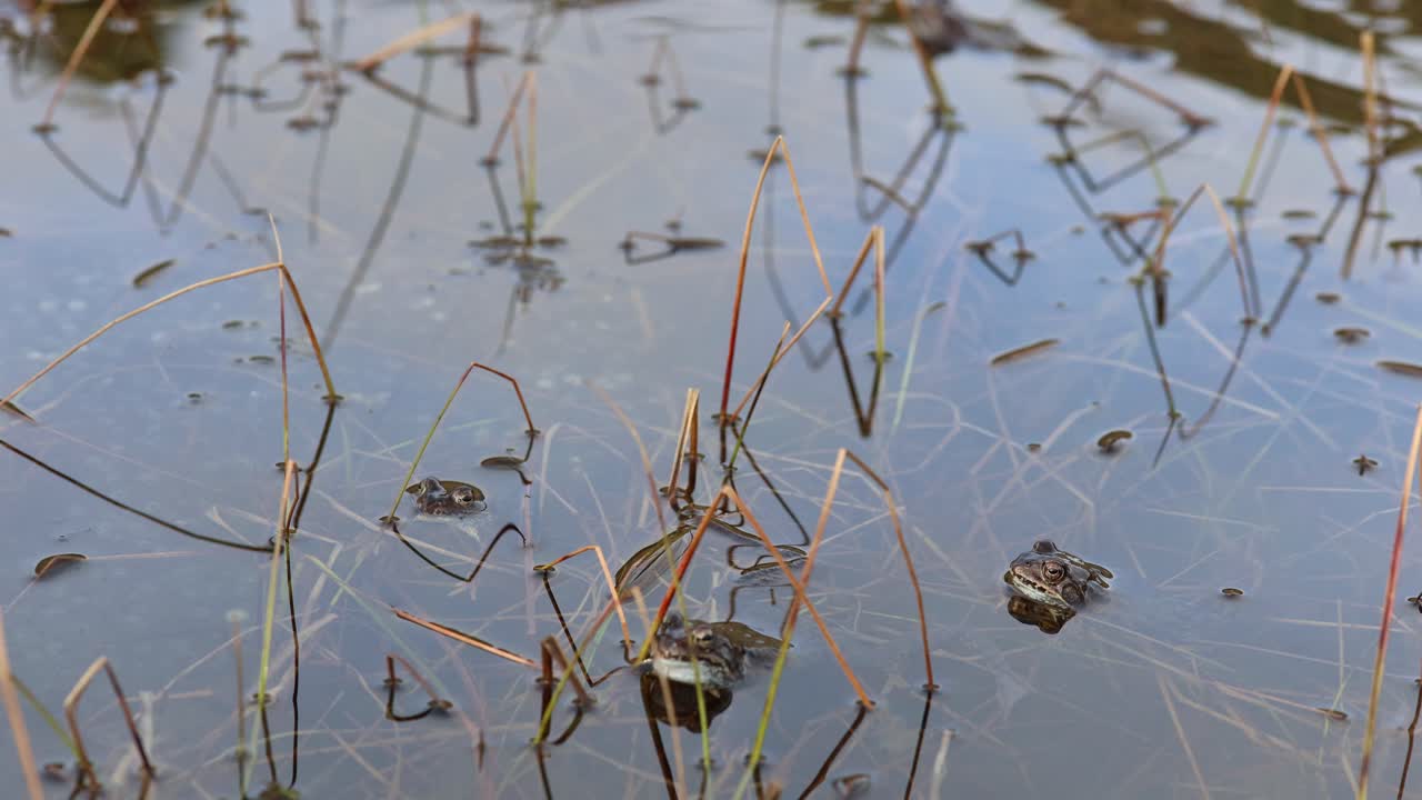 Toads rest near camera with heads above still pond. Ripples in background from motion of others in water