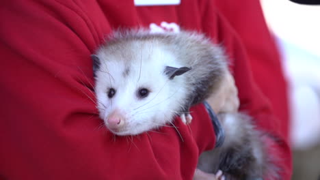 Domestiziertes-Opossum,-Das-Von-Einer-Frau-Gehalten-Wird