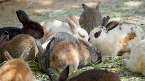 group of domestic rabbits feeding eating dry grass at outdoor enclosure with sunlight patches on animals