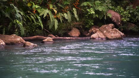 río de color turquesa río celeste costa rica fluye lentamente a través de una selva verde