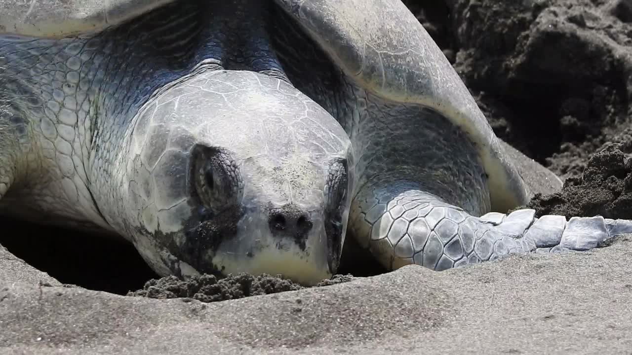 Kemp's Ridley Sea Turtle, tortuga lora, Lepidochelys kempii spawning head closed up from the front showing its scutes, eyes and hooked mouth