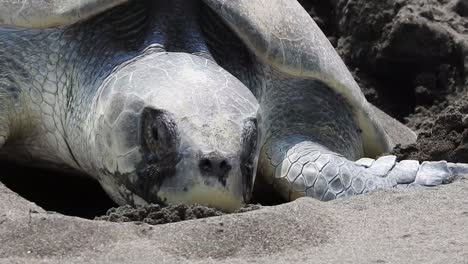 Tortuga-Marina-Lora-De-Kemp,-Tortuga-Lora,-Lepidochelys-Kempii-Cabeza-De-Desove-Cerrada-Desde-El-Frente-Mostrando-Sus-Escudos,-Ojos-Y-Boca-Ganchuda