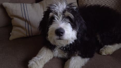 Fuzzy,-cute-Bernedoodle-puppy-lies-quietly-on-sofa-indoors,-poodle-mix-dog