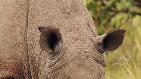 Nahaufnahme-Von-Nashornohren-Der-Afrikanischen-Tierwelt-Beim-Grasen-Im-Masai-Mara-National-Reserve,-Kenia,-Masai-Mara-North-Conservancy