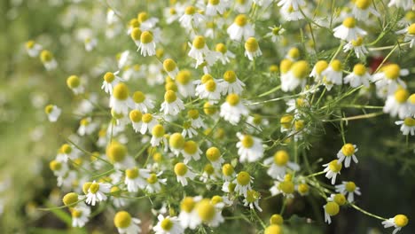 夕暮れの畑で野花を植える