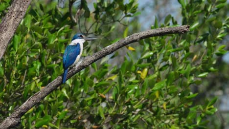 gently blown by the wind and rocked while it is perching on a bare tree, a collared kingfisher todiramphus chloris is looking around from its perch in thailand