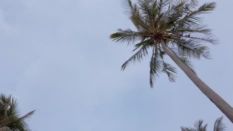view of coconut palm trees against sky near beach on the tropical island with sunlight through