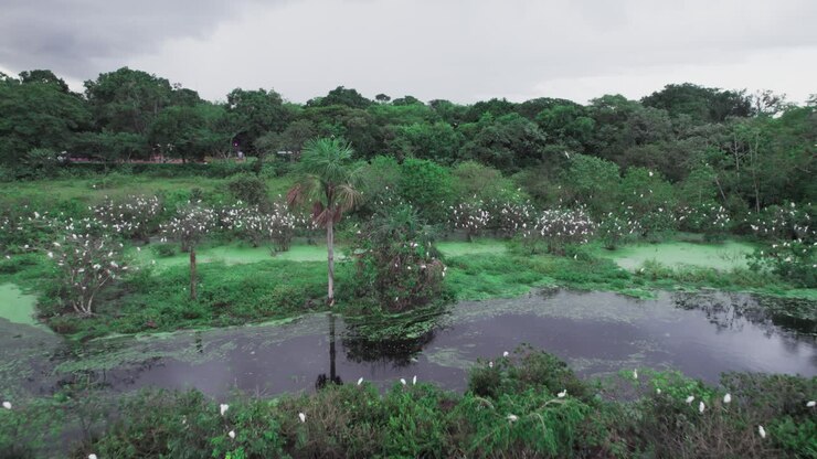 Zoom in aerial shot of wetlands near Yopal, Colombia, filled with white birds among lush vegetation and water channels