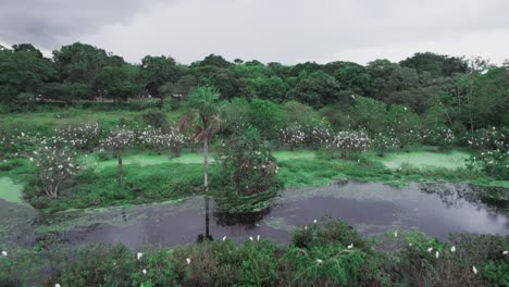 zoom in aerial shot of wetlands near yopal, colombia, filled with white birds among lush vegetation and water channels