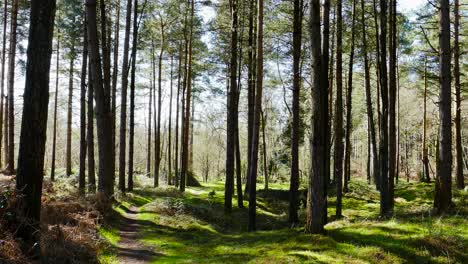 wanderweg wanderweg im wilden grünen kiefernwald