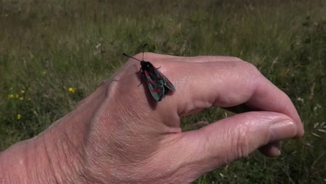 a six spot burnet moth landed on a hand