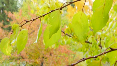 close-up of bright green leaves on a branch in autumn
