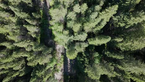 drone panning left over vast pine forest wilderness near banff and yoho national park in canada