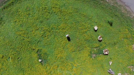 persona relajándose en un campo de flores