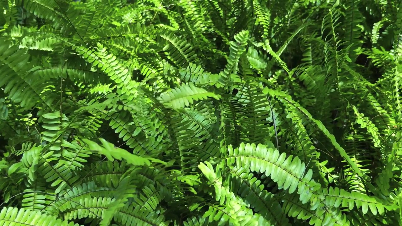 Foglie di felce di un verde rigoglioso che ondeggiano dolcemente nella brezza