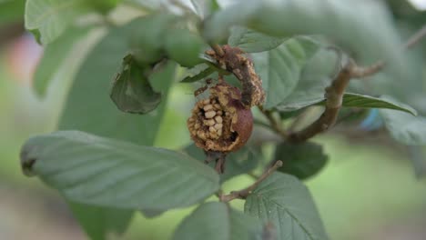 small ant feeds off a damaged guava fruit on a branch - macro