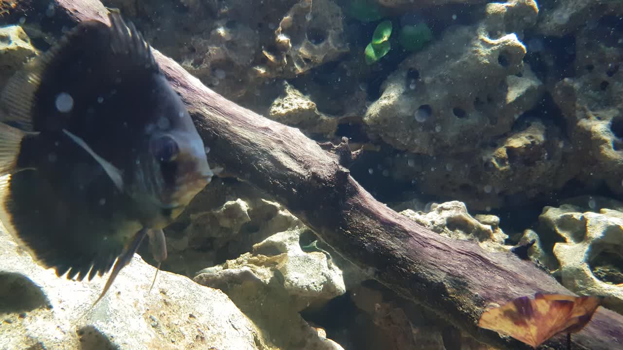 Green discus fish (Symphysodon aequifasciatus) swimming in dirty water