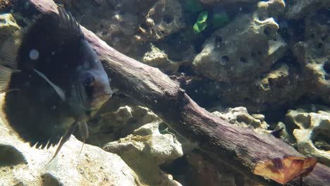 green discus fish (symphysodon aequifasciatus) swimming in dirty water