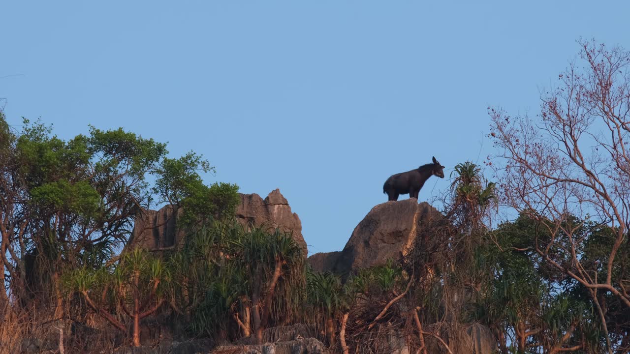 visto en la cima de la montaña como se enfrenta a la derecha, mailand serow capricornis sumatraensis maritimus, tailandia