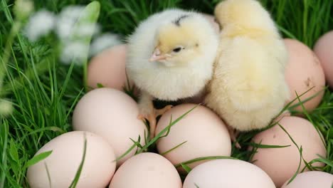 Chick and Eggs in Grass