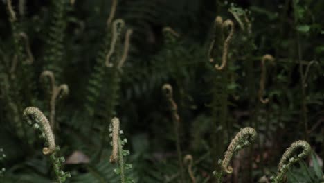 Slow-Tilt-from-Bottom-to-Top-of-Sword-Fern