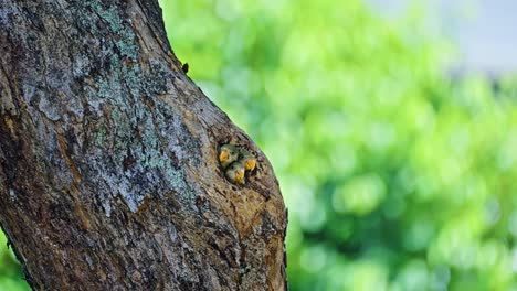 red-breasted parakeet chicks nesting inside a tree hollow hole in tropical nature. selective focus shot