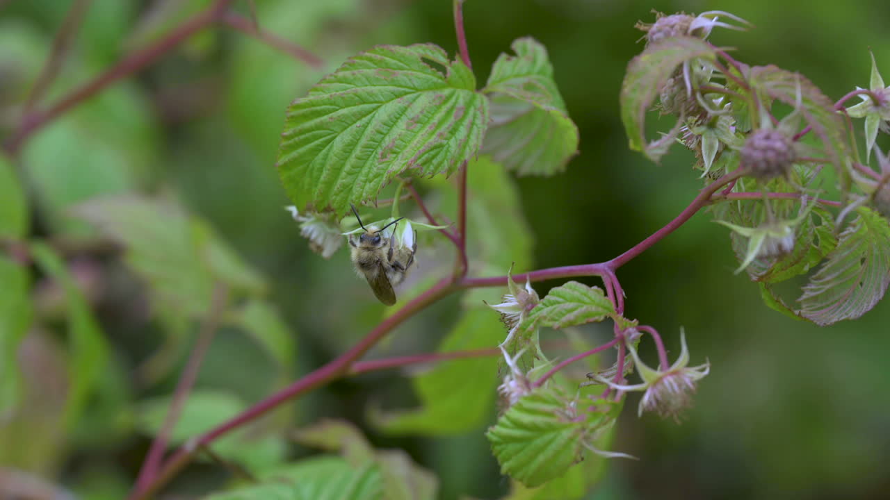 dos abejas recolectan polen de flores de frambuesa orgánicas