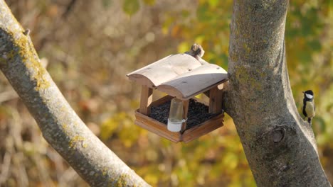 Birds-fight-for-food-in-feeder