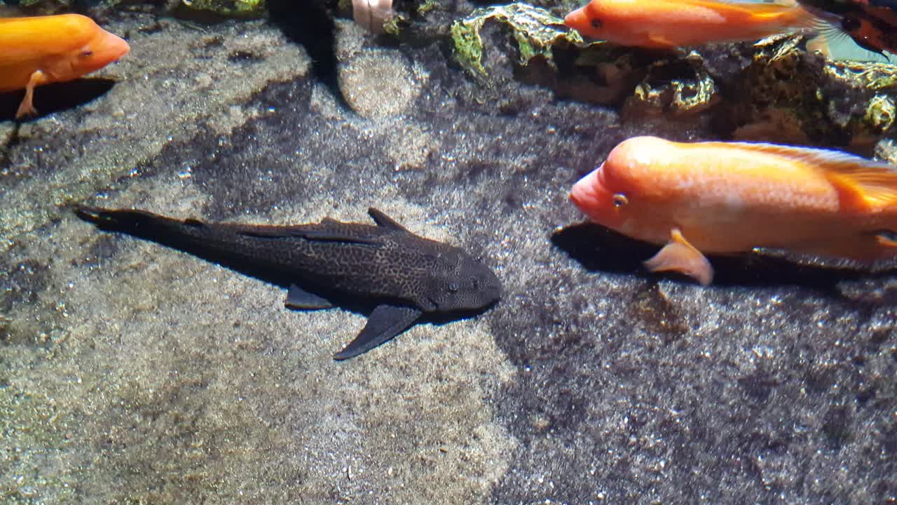 Suckermouth catfish laying in the bottom of the pond