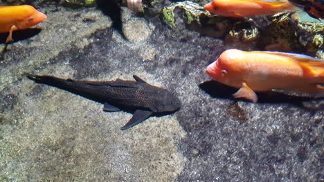 suckermouth catfish laying in the bottom of the pond