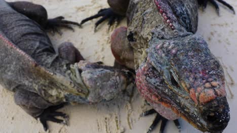video de primer plano estático de 2 iguanas de roca del norte de las bahamas en una isla en las exumas en las bahamas
