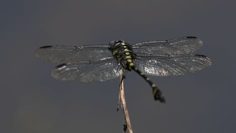 the common flangetail dragonfly is commonly seen in thailand and asia