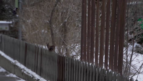 squirrel running over fence in winter