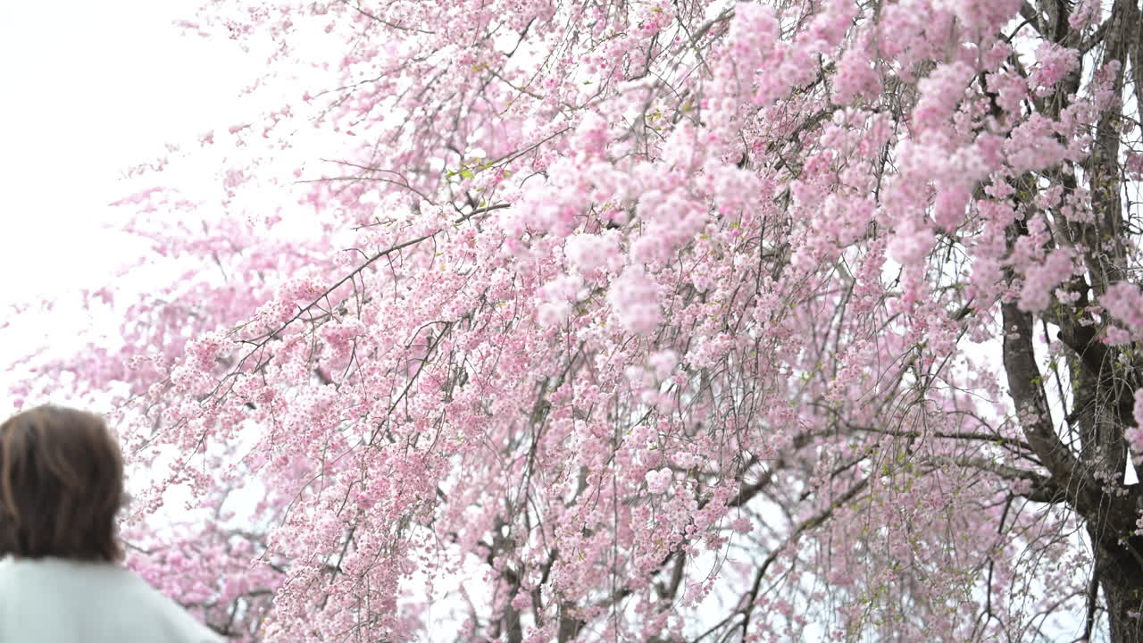 Spring sakura cherry blossom Videos - HD and 4K to download | Magnific